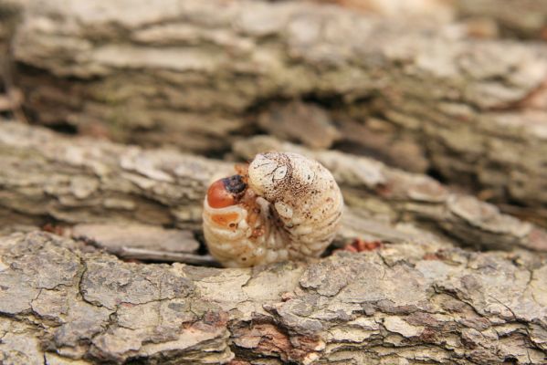 Veselí, 5.4.2008
Lepějovice – Přírodní památka meandry Strúhy. Larva zlatohlánka skvostného.




Klíčová slova: Veselí Lepějovice PP Meandry Strúhy zlatohlávek skvostný