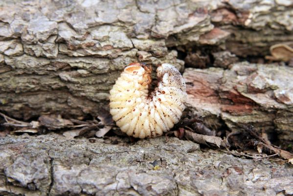 Veselí, 5.4.2008
Lepějovice – Přírodní památka meandry Strúhy. Larva zlatohlánka skvostného.




Mots-clés: Veselí Lepějovice PP Meandry Strúhy zlatohlávek skvostný