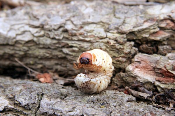 Veselí, 5.4.2008
Lepějovice – Přírodní památka meandry Strúhy. Larva zlatohlánka skvostného.




Klíčová slova: Veselí Lepějovice PP Meandry Strúhy zlatohlávek skvostný