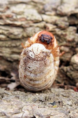 Veselí, 5.4.2008
Lepějovice – Přírodní památka meandry Strúhy. Larva zlatohlánka skvostného.



Klíčová slova: Veselí Lepějovice PP Meandry Strúhy zlatohlávek skvostný