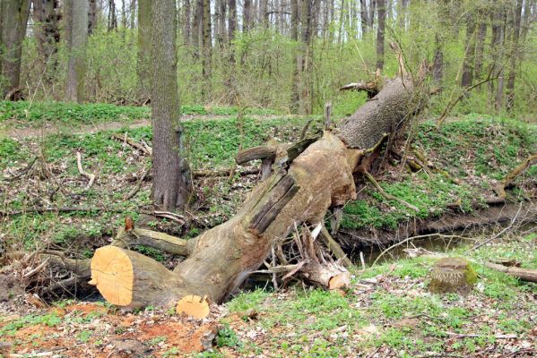 Veselí, 5.4.2008
Lepějovice – Přírodní památka meandry Strúhy.



Klíčová slova: Veselí Lepějovice PP Meandry Strúhy