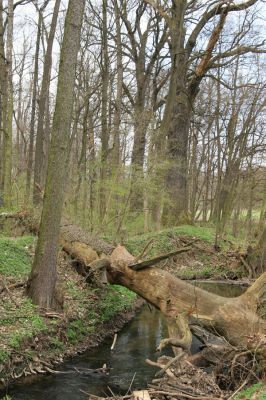 Veselí, 5.4.2008
Lepějovice – Přírodní památka meandry Strúhy.



Klíčová slova: Veselí Lepějovice PP Meandry Strúhy
