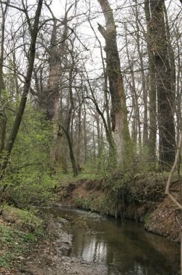 Veselí, 5.4.2008
Lepějovice – Přírodní památka meandry Strúhy.



Klíčová slova: Veselí Lepějovice PP Meandry Strúhy Ampedus cardinalis Cardiophorus gramineus páchník Osmoderma barnabita