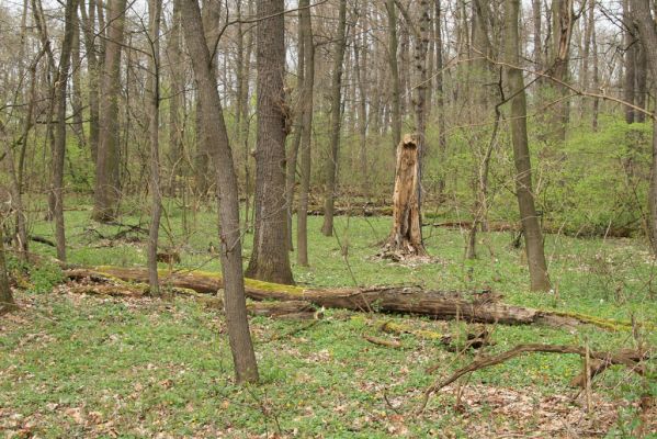 Veselí, 5.4.2008
Lepějovice – Přírodní památka meandry Strúhy.



Klíčová slova: Veselí Lepějovice PP Meandry Strúhy Ampedus pomorum