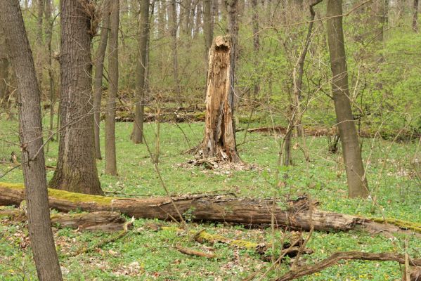 Veselí, 5.4.2008
Lepějovice – Přírodní památka meandry Strúhy.



Klíčová slova: Veselí Lepějovice PP Meandry Strúhy Ampedus pomorum