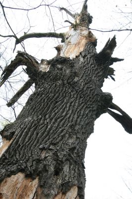 Veselí, 5.4.2008
Lepějovice – Přírodní památka meandry Strúhy.


Klíčová slova: Veselí Lepějovice PP Meandry Strúhy