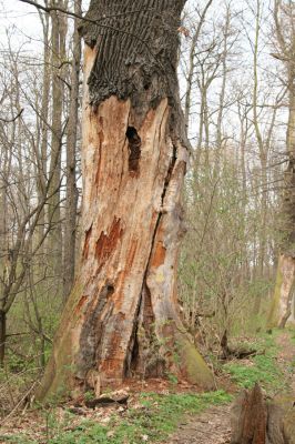 Veselí, 5.4.2008
Lepějovice – Přírodní památka meandry Strúhy. Dub osídlený kovaříky Ampedus cardinalis a Cardiophorus gramineus a páchníkem Osmoderma barnabita


Klíčová slova: Veselí Lepějovice PP Meandry Strúhy Ampedus cardinalis Cardiophorus gramineus páchník Osmoderma barnabita