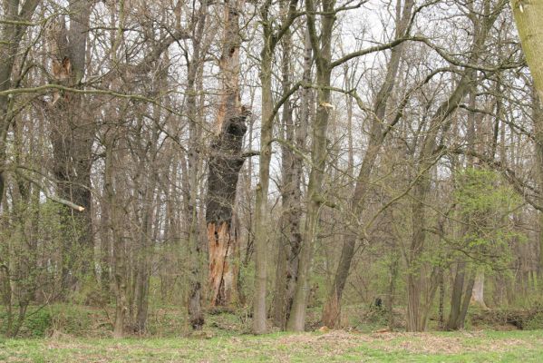 Veselí, 5.4.2008
Lepějovice – Přírodní památka meandry Strúhy.



Klíčová slova: Veselí Lepějovice PP Meandry Strúhy Ampedus cardinalis Cardiophorus gramineus páchník Osmoderma barnabita