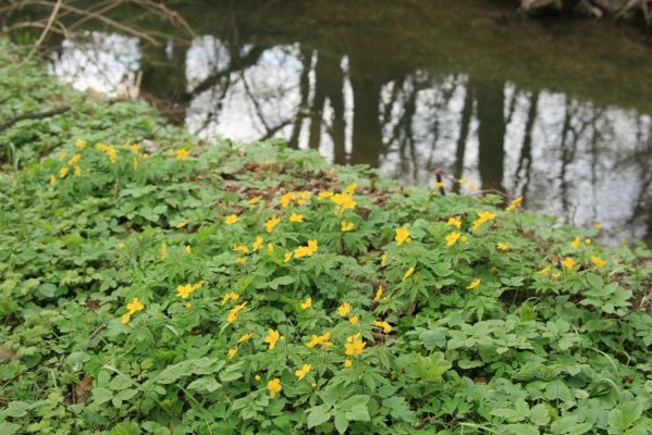 Veselí, 5.4.2008
Lepějovice – Přírodní památka meandry Strúhy.



Klíčová slova: Veselí Lepějovice PP Meandry Strúhy