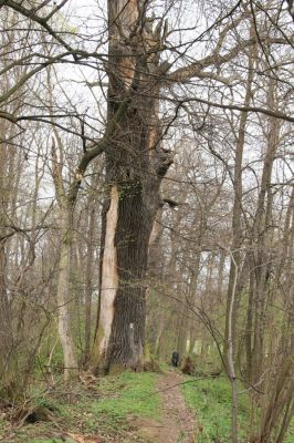 Veselí, 5.4.2008
Lepějovice – Přírodní památka meandry Strúhy.



Klíčová slova: Veselí Lepějovice PP Meandry Strúhy