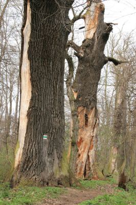 Veselí, 5.4.2008
Lepějovice – Přírodní památka meandry Strúhy. Dub osídlený kovaříky Ampedus cardinalis a Cardiophorus gramineus a páchníkem Osmoderma barnabita
Klíčová slova: Veselí Lepějovice PP Meandry Strúhy Ampedus cardinalis Cardiophorus gramineus páchník Osmoderma barnabita