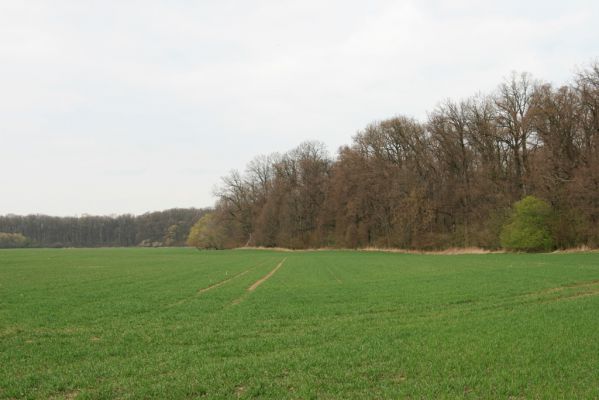 Veselí, 5.4.2008
Lepějovice – Přírodní památka meandry Strúhy.

Klíčová slova: Veselí Lepějovice PP Meandry Strúhy