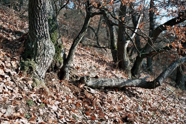 Lhánice, 1.12.2006
Údolí Jihlavy. Velká skála.
Klíčová slova: Lhánice údolí Jihlavy Velká skála Limoniscus violaceus