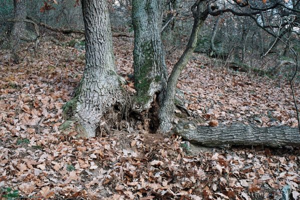 Lhánice, 1.12.2006
Údolí Jihlavy. Velká skála.

Klíčová slova: Lhánice údolí Jihlavy Velká skála Limoniscus violaceus