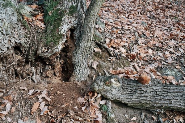 Lhánice, 1.12.2006
Údolí Jihlavy. Velká skála.

Schlüsselwörter: Lhánice údolí Jihlavy Velká skála Limoniscus violaceus