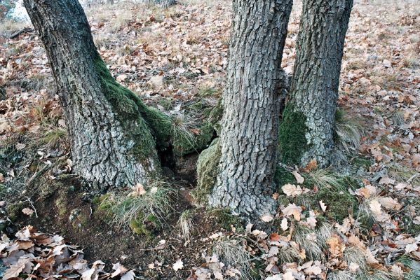 Lhánice, 1.12.2006
Údolí Jihlavy. Velká skála.

Mots-clés: Lhánice údolí Jihlavy Velká skála Ischnodes sanguinicollis Limoniscus violaceus