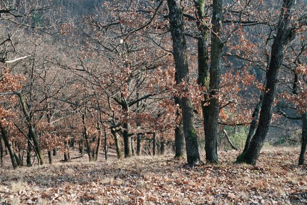 Lhánice, 1.12.2006
Údolí Jihlavy. Velká skála.

Klíčová slova: Lhánice údolí Jihlavy Velká skála