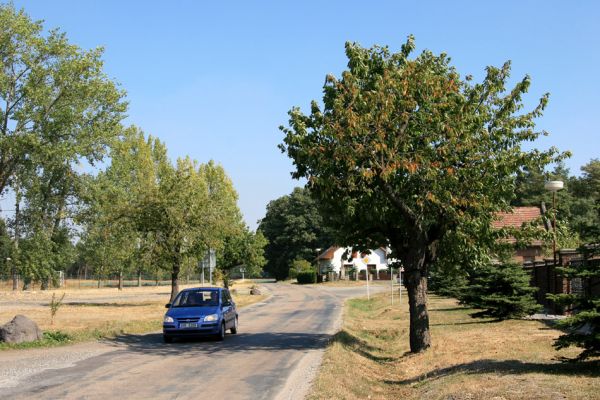 Libčany, 23.9.2009
Třešeň u hřbitova.
Mots-clés: Libčany Anthaxia candens