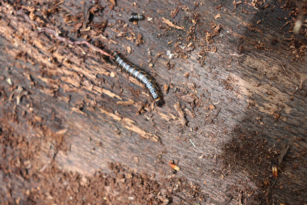 Libčany, 30.4.2022
Les u Hvozdnice. Larva kovaříka Stenagostus rhombeus pod kůrou bukového pahýlu.
Keywords: Libčany les u Hvozdnice Stenagostus rhombeus