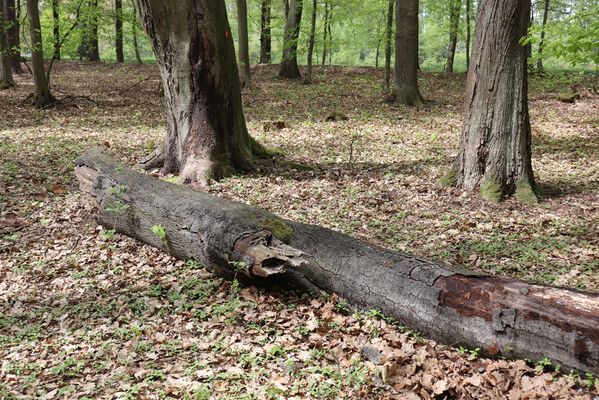 Libčany, 30.4.2022
Les u Hvozdnice. Biotop kovaříka Stenagostus rhombeus.
Klíčová slova: Libčany les u Hvozdnice Stenagostus rhombeus