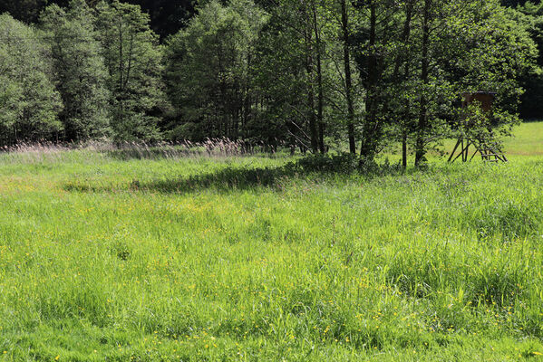 Trutnov, Libeč, 2.6.2022
Údolí Ličné. Biotop kovaříků Aplotarsus incanus.
Klíčová slova: Trutnov Libeč řeka Ličná Aplotarsus incanus