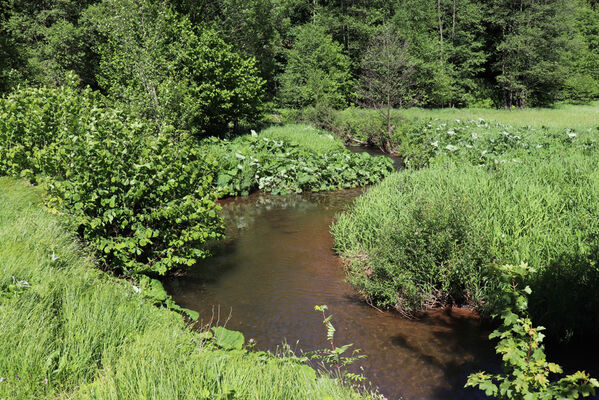 Trutnov, Libeč, 2.6.2022
Meandry Ličné. 
Klíčová slova: Trutnov Libeč řeka Ličná Aplotarsus incanus