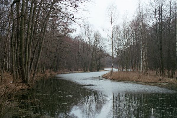 Libice nad Cidlinou, 13.3.2004
Libický luh nedaleko soutoku Labe a Cidliny.



Klíčová slova: Libice nad Cidlinou Libický luh