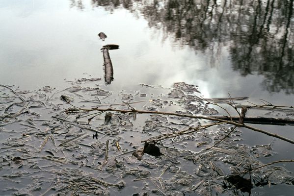 Libice nad Cidlinou, 13.3.2004
Libický luh nedaleko soutoku Labe a Cidliny.


Schlüsselwörter: Libice nad Cidlinou Libický luh