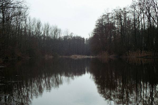 Libice nad Cidlinou, 13.3.2004
Libický luh nedaleko soutoku Labe a Cidliny.


Klíčová slova: Libice nad Cidlinou Libický luh