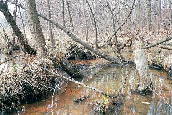 Libice nad Cidlinou, 13.3.2004
Libický luh. Olšina nedaleko soutoku Labe a Cidliny.



Schlüsselwörter: Libice nad Cidlinou Libický luh Ampedus pomonae pomorum