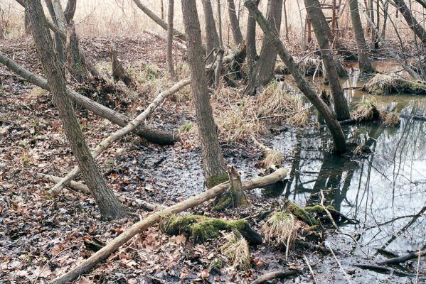 Libice nad Cidlinou, 13.3.2004
Libický luh. Olšina nedaleko soutoku Labe a Cidliny.
Mots-clés: Libice nad Cidlinou Libický luh Ampedus pomonae pomorum