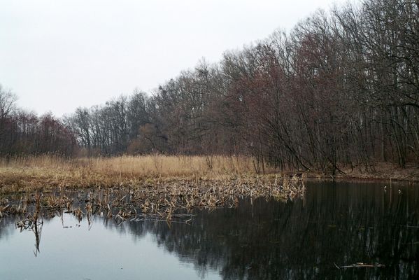 Libice nad Cidlinou, 13.3.2004
Libický luh nedaleko soutoku Labe a Cidliny.


Klíčová slova: Libice nad Cidlinou Libický luh