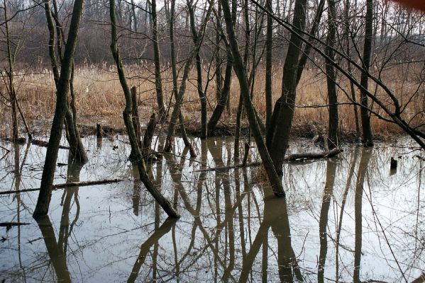 Libický luh, 27.3.2005
Slepé rameno Labe. Biotop kovaříků Ampedus pomonae a Ampedus pomorum.
Schlüsselwörter: Libice nad Cidlinou Libický luh Ampedus pomonae pomorum