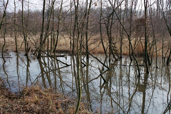 Libický luh, 27.3.2005
Slepé rameno Labe. Biotop kovaříků Ampedus pomonae a Ampedus pomorum.
Klíčová slova: Libice nad Cidlinou Libický luh Ampedus pomonae pomorum