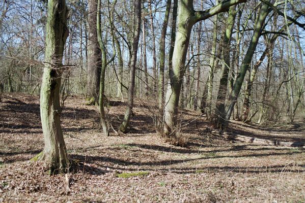 Libice nad Cidlinou, 13.3.2004
Libický luh nedaleko soutoku Labe a Cidliny.

Klíčová slova: Libice nad Cidlinou Libický luh Calambus bipustulatus