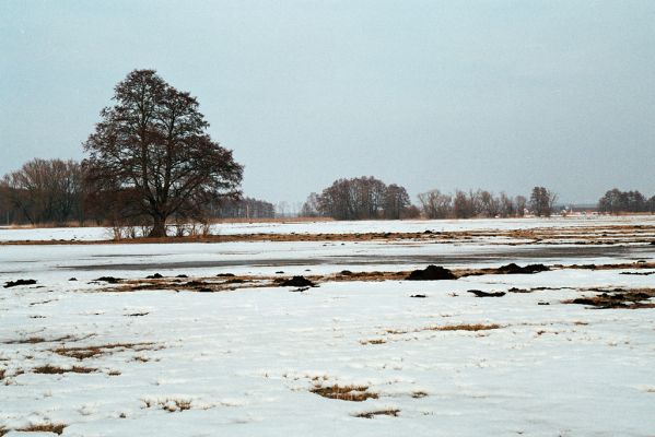 Libišany, 21.3.2006
Louka mezi Libišany a Pohřebačkou.

Klíčová slova: Libišany Pohřebačka