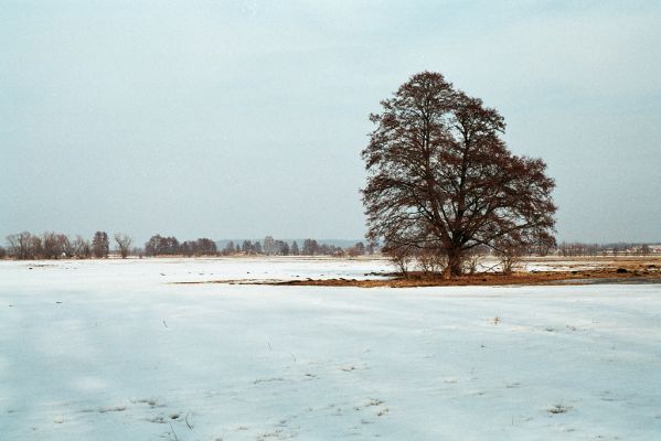 Libišany, 21.3.2006
Louka mezi Libišany a Pohřebačkou.
Klíčová slova: Libišany Pohřebačka