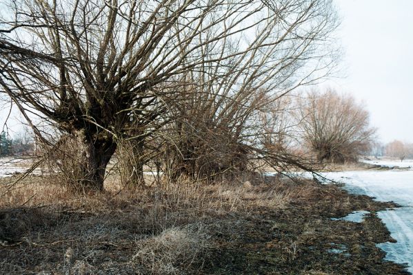 Libišany, 21.3.2006
Vrby u cesty na Liščí.
Mots-clés: Libišany vrby Aulonothroscus bravicollis Trixagus elateroides