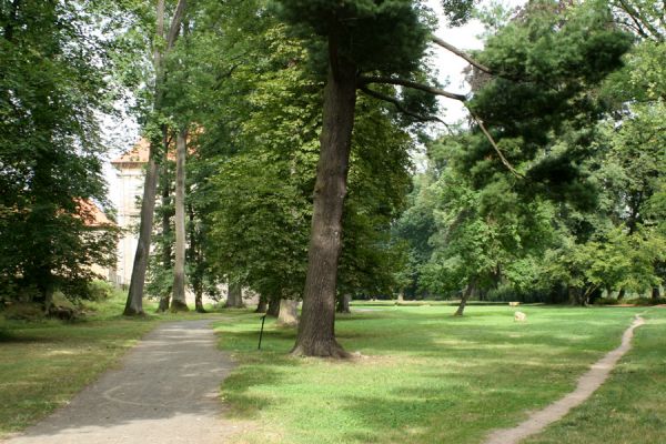 Jičín - Libosad, 15.8.2007
Část parku u Valdštejnské lodžie.
Klíčová slova: Jičín Libosad park Valdštejnská lodžie