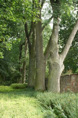 Jičín - Libosad, 15.8.2007
Staré kmeny jasanů na jihozápadním okraji parku.
Klíčová slova: Jičín Libosad park