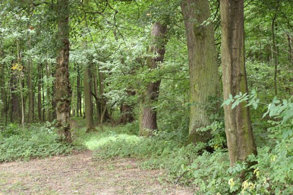 Jičín - Libosad, 15.8.2007
Opouštíme udržovaný park a vstupujeme do obory - bývalý lužní les se nezapře.
Klíčová slova: Jičín Libosad obora