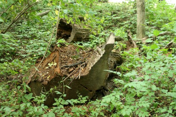 Jičín - Libosad, 15.8.2007
Mrtné dřevo je v oboře vzácným jevem.
Klíčová slova: Jičín Libosad obora