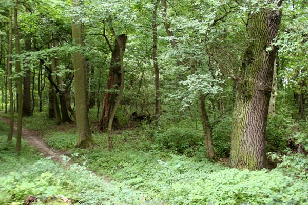 Jičín - Libosad, 15.8.2007
Přechod z udržovaného parku do obory. Park i obora se nacházejí na území bývalého lužního lesa.
Schlüsselwörter: Jičín Libosad obora