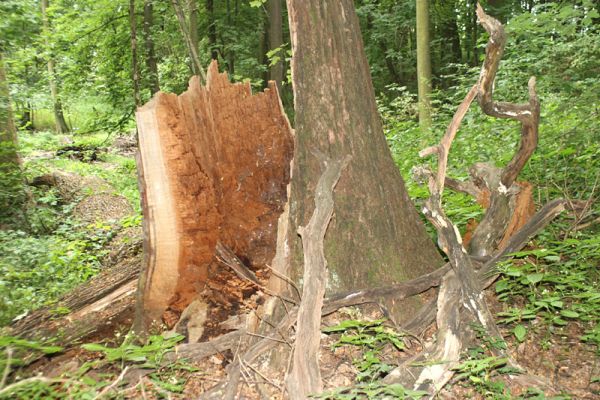 Jičín - Libosad, 15.8.2007
Prasklý dubový kmen na okraji vysychající tůně. Trouchnivé dřevo v jeho dutině osídlil kovařík Ampedus brunnicornis.
Klíčová slova: Jičín Libosad obora Ampedus brunnicornis