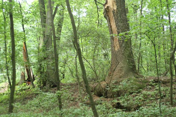 Jičín - Libosad, 15.8.2007
Staré duby na okraji vysychající tůně.
Schlüsselwörter: Jičín Libosad obora