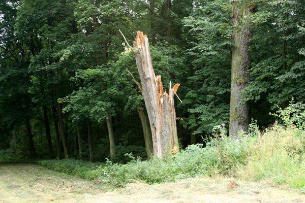 Jičín - Libosad, 15.8.2007
Ulomený dub na jižním okraji parku.
Schlüsselwörter: Jičín Libosad park