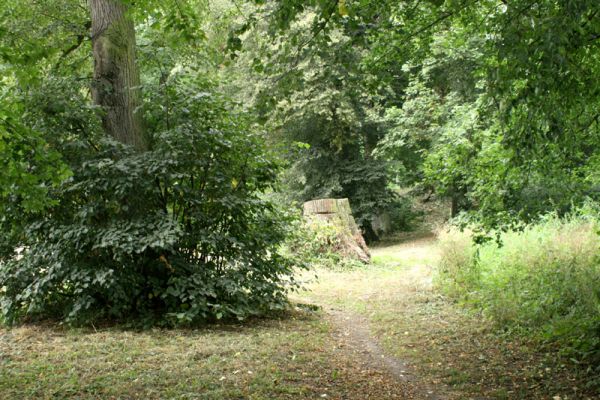 Jičín - Libosad, 15.8.2007
Staré lípy na severovýchodním okraji parku. 
Klíčová slova: Jičín Libosad park