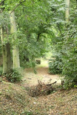 Jičín - Libosad, 15.8.2007
Staré lípy na severovýchodním okraji parku. Oblíbené zimoviště druhů čeledi Throscidae.
Klíčová slova: Jičín Libosad park