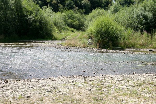 Liesek, 2.8.2013
Štěrkové náplavy v meandrech řeky Oravice západně od obce.
Schlüsselwörter: Liesek Oravica Zorochros dermestoides