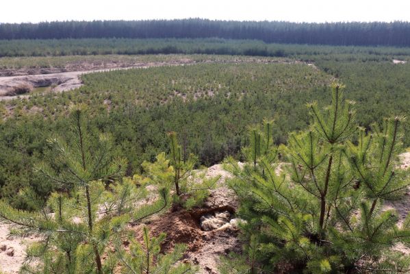 Lípa nad Orlicí, 19.3.2020
Kovářská, pískovna.
Schlüsselwörter: Lípa nad Orlicí pískovna Kovářská Zorochros meridionalis Negastrius sabulicola